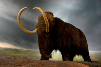 Mammoth Extinct Mammal